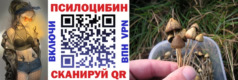 Купить где  Ефремов  Галлюциногенные грибы GOLDEN TEACHER 